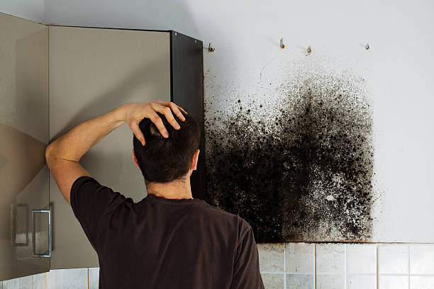 Reliable Staunton, VA Mold Removal Solutions